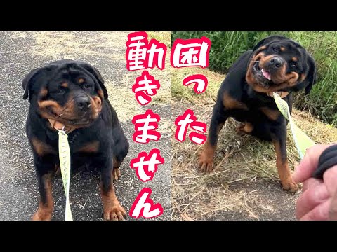 【ロットワイラー】40Kgオーバーの巨体が散歩途中でストライキ⁉️(YouTube)