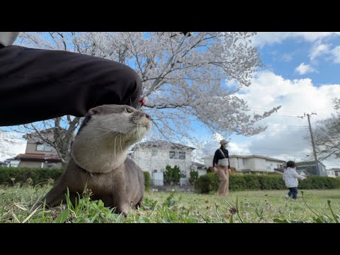 カワウソと赤ちゃんと桜の花見にやってきた！I came to see the cherry blossoms with an otter and baby!(YouTube)