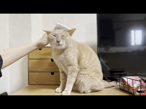 鍵しっぽのひのきに出会ってから7年の月日が経ちました(YouTube)