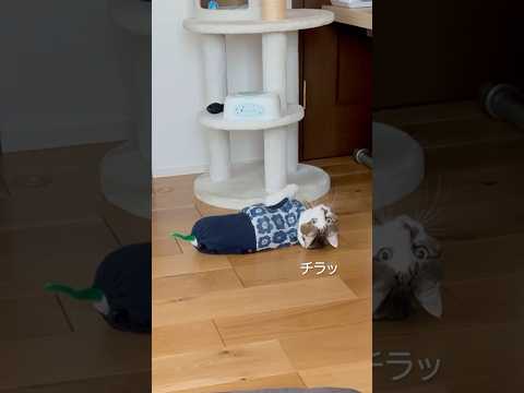 こっちをチラ見しながら華麗なネズミさばきを披露する猫 #ちゃんと見てる？ #ママは赤ちゃん抱っこ中(YouTube)