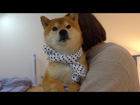 超寂しがり屋の柴犬は飼い主が5分離れると‥こうなる。(YouTube)
