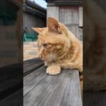 モグラ叩き猫(YouTube)