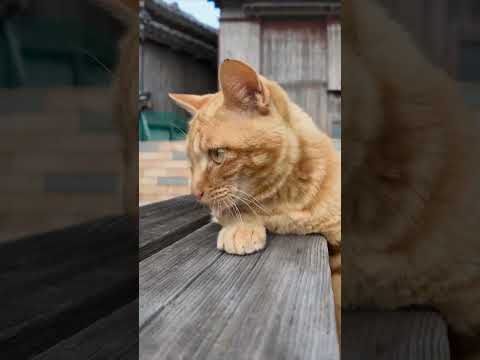 モグラ叩き猫(YouTube)