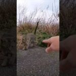 小雪の中、夕方の猫の集会に行ってきた(YouTube)