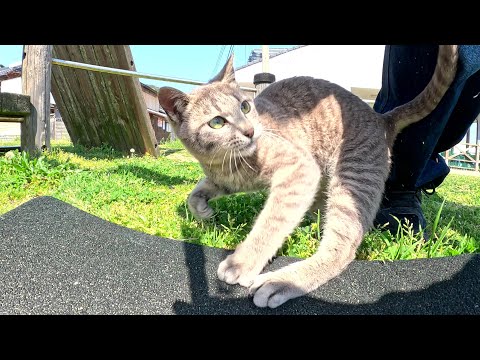 ツンデレな灰色猫ちゃんが「ベタベタ触るなよ！」と反抗してきた(YouTube)