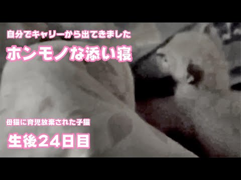 添い寝が続きます 母猫に育児放棄された子猫 生後24日目   2024 04 25 1(YouTube)