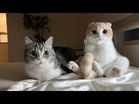 高熱で寝込んでる飼い主が心配な猫たちが枕元で一晩中こうなってました…(YouTube)