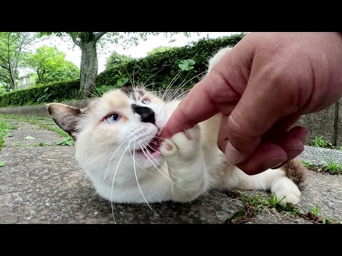 真っ黒なお鼻と寄り目がチャームポイントのシャム猫ちゃん(YouTube)
