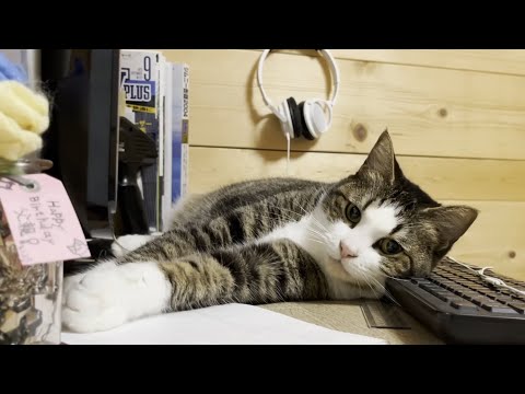 お父さんの動画編集を誰が手伝うかでケンカになる猫(YouTube)