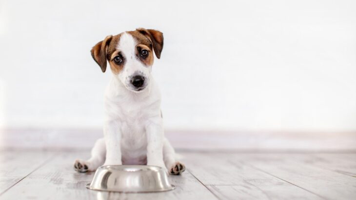 犬がご飯を食べてくれない主な原因5つ　主な原因や病院に連れていくべき症状とは？(ブログ)
