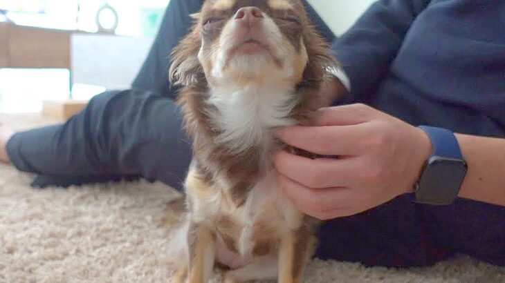 犬の女の子が『イケメンたち』に会った結果…”恋する乙女”になってしまう光景が6万2000再生「動き早すぎｗ」「目付きが違う」と話題に(ブログ)