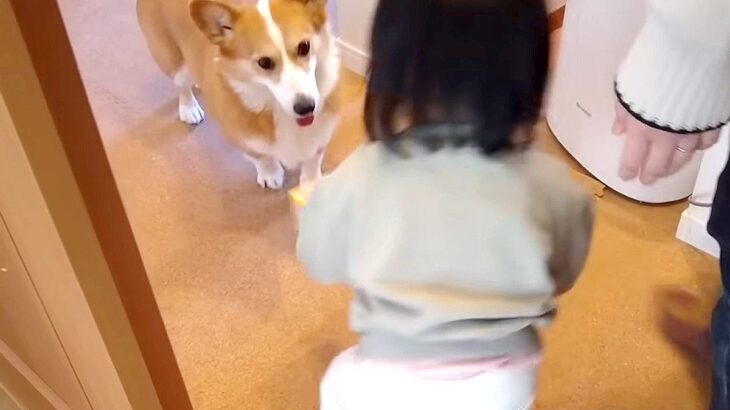 犬が好きすぎる『最強赤ちゃん』が家にきた結果…圧倒されてしまう光景が20万再生「文句言ってるの笑ったｗ」「幸せすぎる空間」と称賛の声(ブログ)