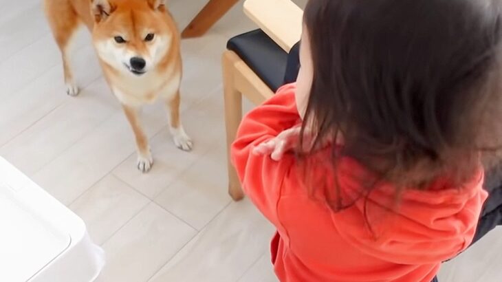 犬が『お片付け』しなかった結果…まさかの『2歳児からのお説教』が尊すぎると63万再生「幸せ家族すぎる…」「最高の朝やな」と羨望の声(ブログ)