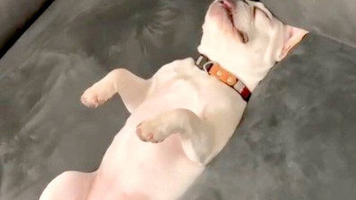 赤ちゃんが隣にいるのに…犬が『全く興味を示さない光景』が102万再生「ゴーイングマイウェイ」「出てきた瞬間吹いたｗ」と爆笑の声(ブログ)