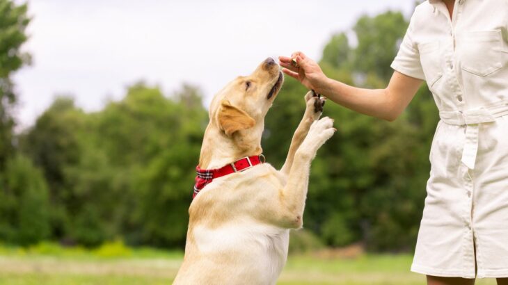 愛犬の『おやつ催促』がしつこい時の対処法とは？愛犬からの要求は無視すべき？(ブログ)