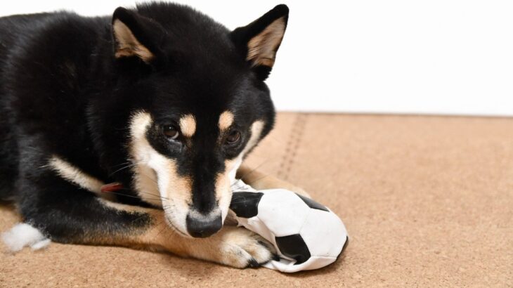 『自由奔放な犬』の特徴５つ　飼い方のコツや一緒に暮らす際の注意点まで解説(ブログ)