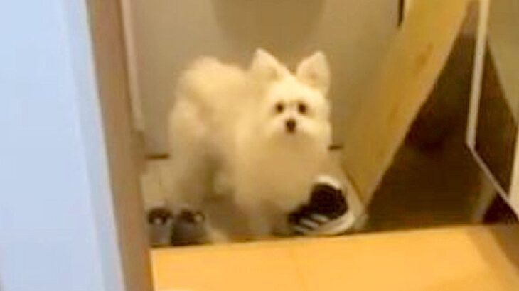 どうしても一緒に出掛けたい犬…飼い主がとった『まさかの最終手段』に爆笑の声「犬用食べるの草」「葛藤にじみ出て笑える」と21万9000再生(ブログ)