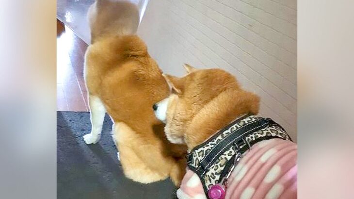 順番待ちをする15歳の柴犬…通りすがりに『文句を言う光景』が18万7000再生「人間でもあるよね笑」「柴犬渋滞可愛すぎる」と絶賛の声(ブログ)