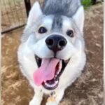 『舌が出っぱなしの犬』心配になり病院へ行ったら…獣医師に言われた”まさかの診断結果”が80万再生「自然と涙が…」「すごくいい話」(ブログ)