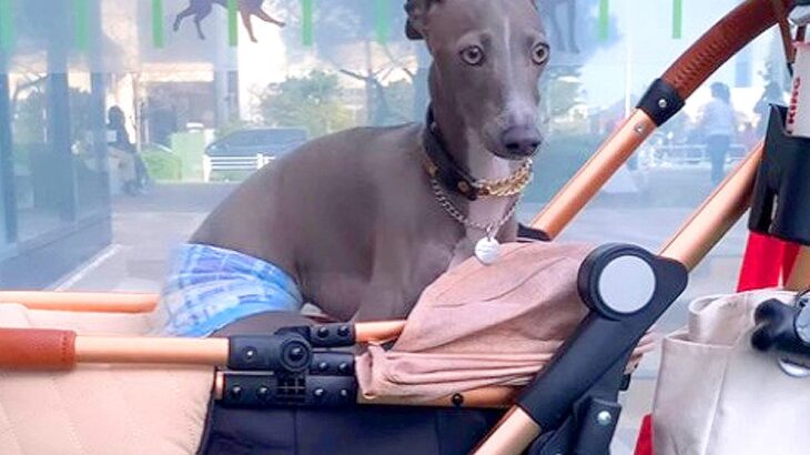 『もう無理…』犬が他のワンコに吠えられた結果…まさか行動が42万8000再生「ヤサグレてるｗ」「このワガママは可愛いすぎる」と絶賛の声(ブログ)