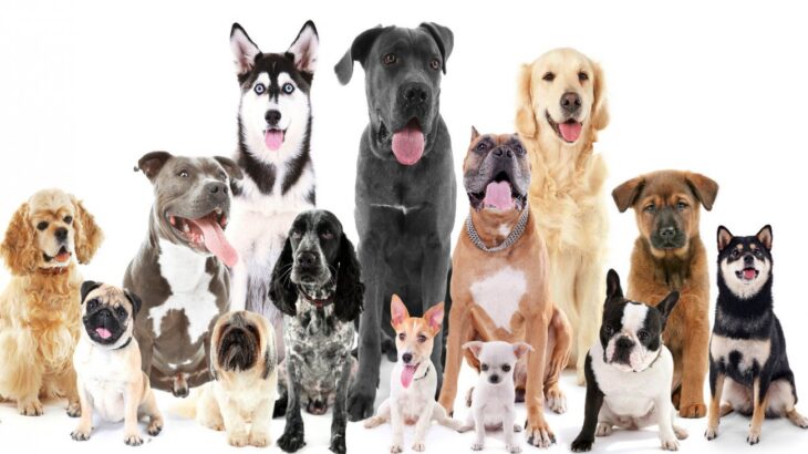 『純血種の犬は病気になりやすい』という俗説は間違いという研究結果(ブログ)