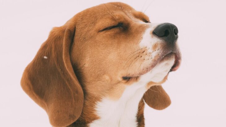 犬の嗅覚はどれぐらいすごい？愛犬の『鼻』の優れた能力とは？(ブログ)