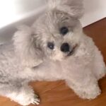 犬に『先に行ってて』と伝えたら…驚きの行動に”言葉を理解してるとしか思えない”と称賛の声「日本語マスター」「なぜか泣きそうになったｗ」(ブログ)