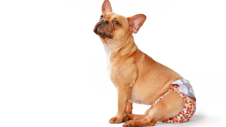 犬が生理になっているときのサイン3つ　出血中に気をつけたいことや必要なケアとは(ブログ)
