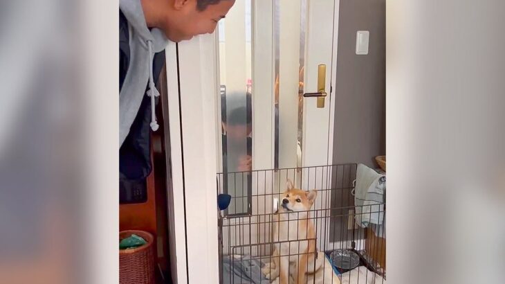 犬が『大好きな人』と久々に会った結果…まさかの『嬉しすぎて固まる姿』が可愛すぎると57万再生「視線たまらん」「恋する顔」悶絶の声続々(ブログ)