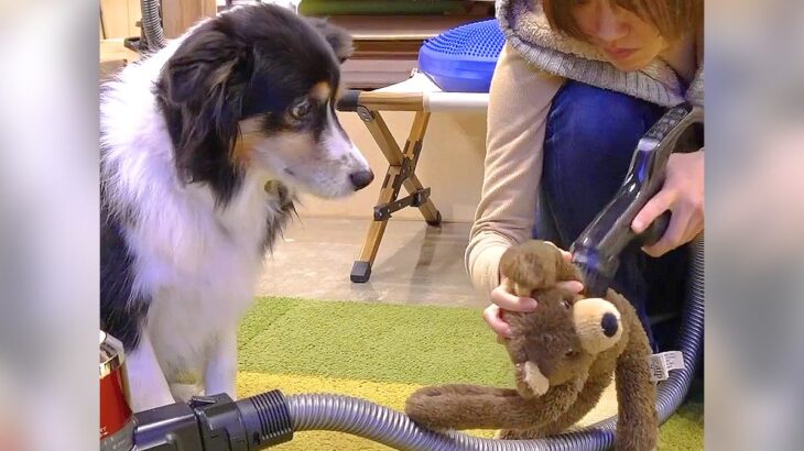 犬が大好きな『クマさん』『カエルさん』を掃除機で吸ったら…心配そうに見つめる姿が77万4000再生「二度見笑った」「ドン引きしてるｗ」(ブログ)