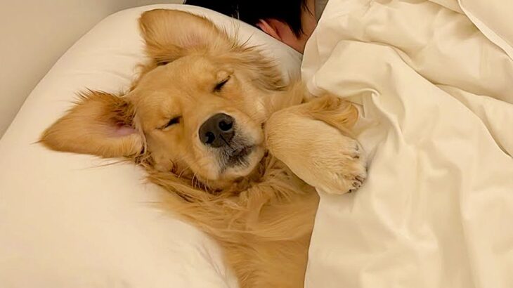 寝ようと思ったら…大型犬が『家族のベッドは自分のもの』と思っている光景が77万再生「場所とられてて笑った」「人間みたい」と爆笑の声(ブログ)