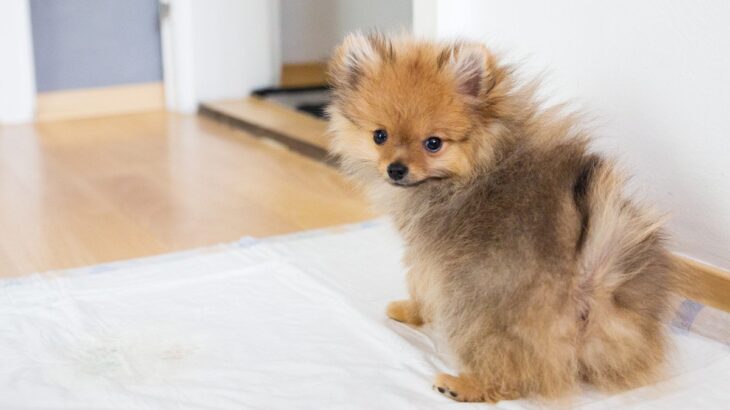 犬の『膀胱炎』5つの症状　主な原因や放っておくと危険なサインまで(ブログ)