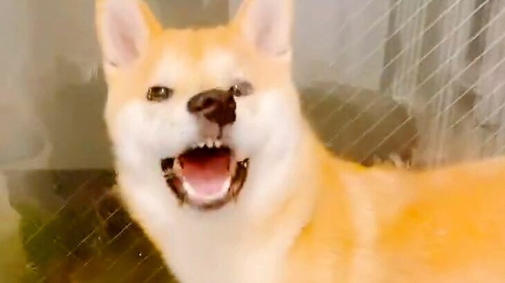 犬がイタズラしたので怒ろうとしたら…まさかの『変顔』で飼い主の怒りを鎮める光景が5万5000表示「許しちゃうｗ」「鼻が可愛すぎる」の声(ブログ)