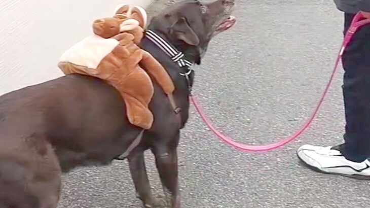 大型犬が『お友達の家』に行くと…嬉しさが大爆発してしまう光景が146万再生「おやつ入れてくれた？って可愛すぎるｗ」「最高の世界」(ブログ)