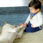 『赤ちゃんと遊びたい』3匹の犬が猛アピールした結果…大興奮してしまう”触れ合い”が37万再生「なんてやさしい子達」「かわいいの嵐」(ブログ)