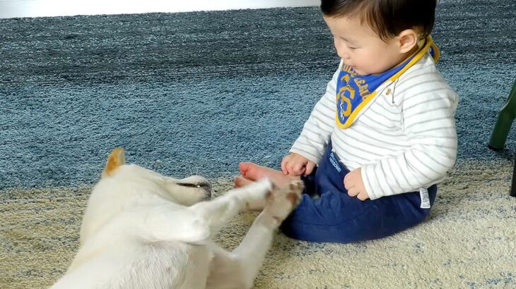 『赤ちゃんと遊びたい』3匹の犬が猛アピールした結果…大興奮してしまう”触れ合い”が37万再生「なんてやさしい子達」「かわいいの嵐」(ブログ)