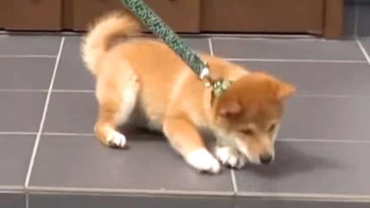 子犬のお散歩デビューに密着…緊張の瞬間が12万再生の大反響「兄弟が並んで歩いてるの可愛すぎる」「初めてとは思えない」驚きの声も(ブログ)