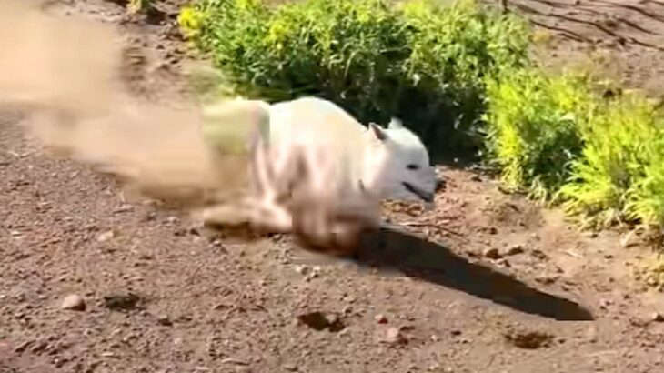 犬を広い庭で遊ばせてみたら…『全力で楽しむ光景』に絶賛の声続々「砂かき上げて突っ走る姿たまらん」「イキイキしてる」と37万再生(ブログ)