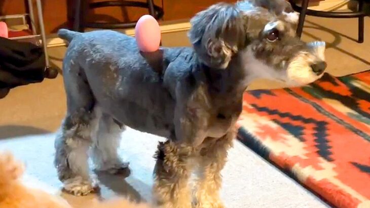犬が『見失ったおもちゃ』を探した結果…”まさかの場所”にある驚きの光景が18万再生「何でそうなった笑」「ツッコミ所満載」と爆笑の声(ブログ)