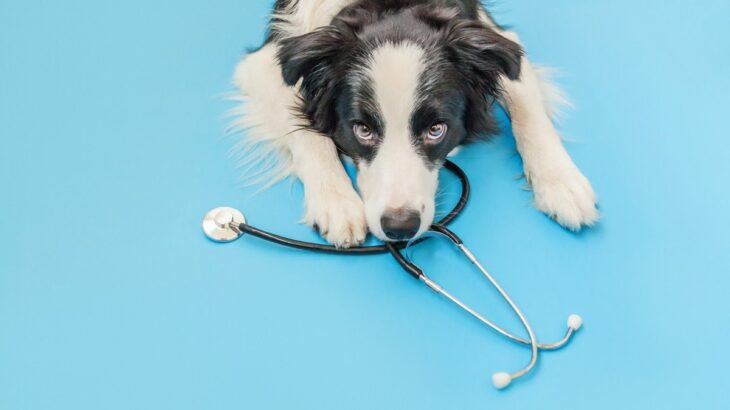 犬が『貧血』になっているときの４つのサイン…見極めるべき症状や飼い主にできることとは？(ブログ)