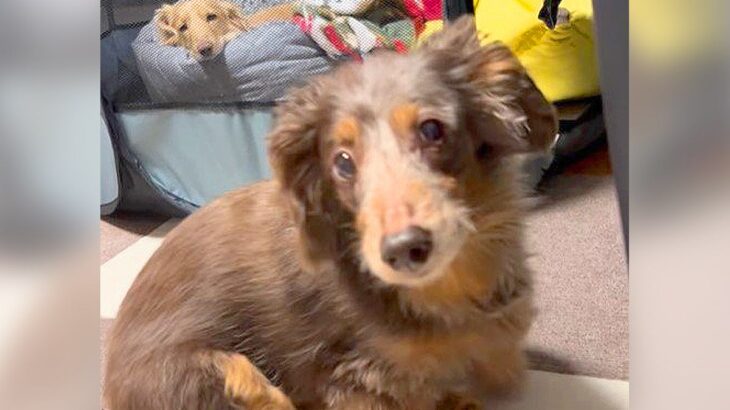 犬が自分のベッドを取られてしまった結果…天才的すぎる『奪還作戦』の一部始終が61万6000再生「すぐ引っかかるの可愛いｗ」と爆笑の声(ブログ)