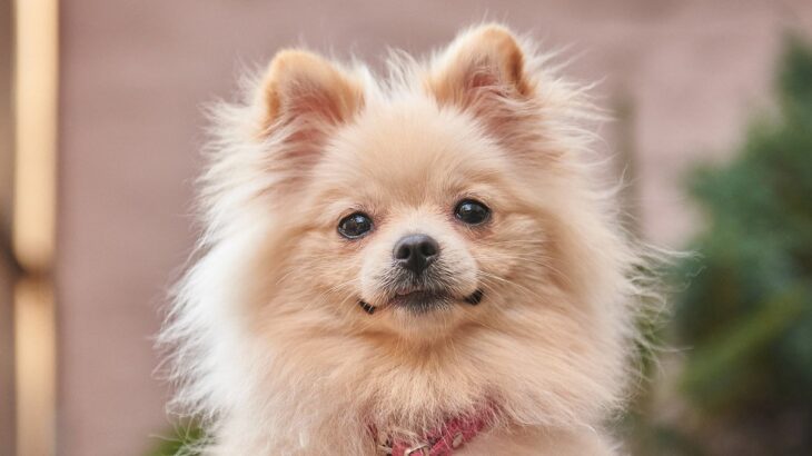 犬の『目が潤んでいる』理由4つ　ウルウルした状態に潜む病気の症状とは？(ブログ)