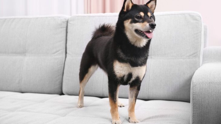 犬が部屋を徘徊する理由４選　ウロウロしてしまう原因や対処法とは？(ブログ)