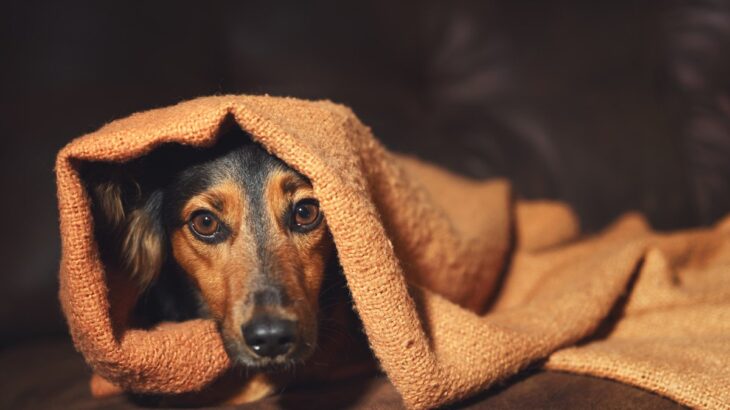 犬が『震えてしまう』原因とは？５つの心理や病院に連れていくべき症状とは(ブログ)
