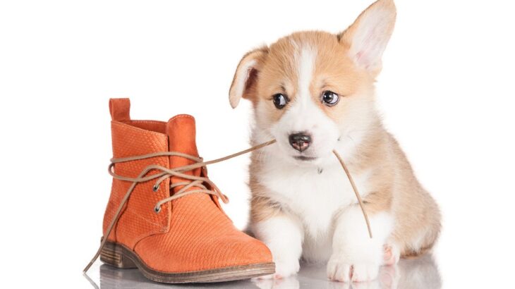犬が『紐』を好きな理由4つ　かじって遊んでいるけど大丈夫？与えるデメリットまで(ブログ)