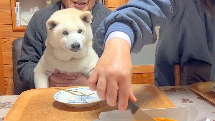 犬を交えて『おじいちゃんの誕生祝い』した結果…うっかり『自分のお祝いだ』と勘違いする光景が38万再生「ワクワクしてて草」「幸せすぎ」(ブログ)