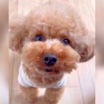 『行かないで…』犬に”仕事行くね”と言ったら…寂しがる仕草が反則すぎると59万3000再生「会社いけないｗ」「完全に状況理解してる」(ブログ)