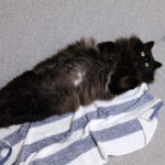 「うちの猫が棒になってる！」きょとん顔で真っ直ぐに伸びた黒猫サンゴロウ君、その仕草に隠された気持ちとは？(ブログ)