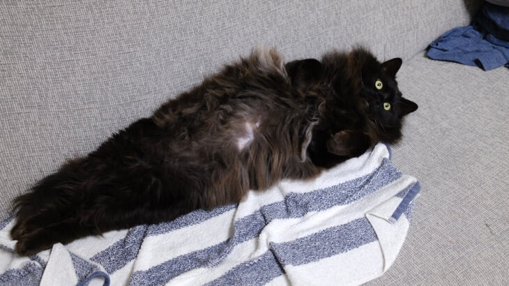 「うちの猫が棒になってる！」きょとん顔で真っ直ぐに伸びた黒猫サンゴロウ君、その仕草に隠された気持ちとは？(ブログ)