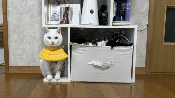 「これは気付かない」「まったく違和感なし」完全に気配を消した猫ちゃん、置物と化した姿に爆笑の嵐(ブログ)